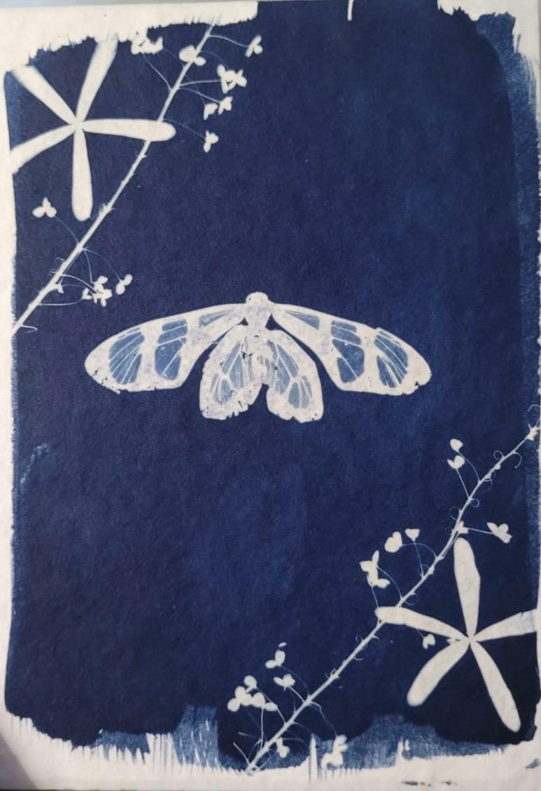 Cianotipia de mariposa y vegetación de Fernanda Iturrieta